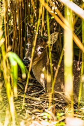 Picture of DEER AT REST VERTICAL