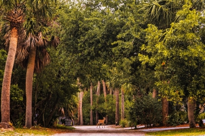 Picture of DEER CANOPY