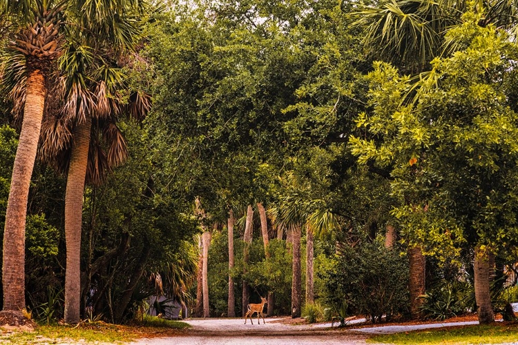 Picture of DEER CANOPY