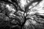 Picture of DREAM TREE MONOCHROME