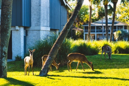 Picture of FRIPP DEER