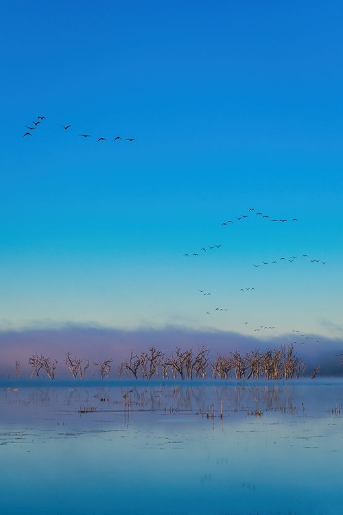 Picture of TIRED CREEK FOG