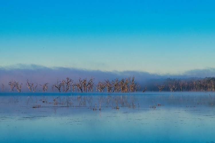 Picture of TIRED CREEK MORNING 2