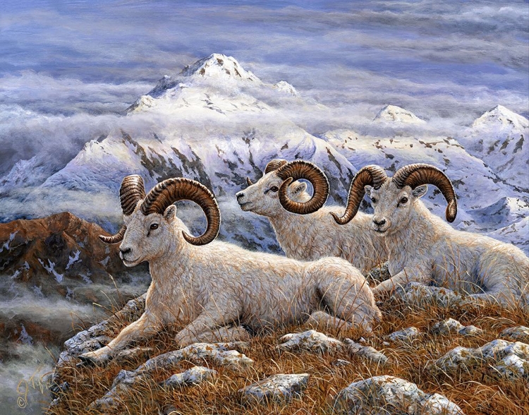 Picture of DENALI RAMS