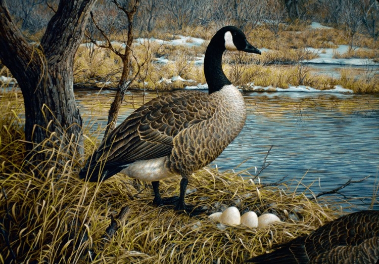 Picture of CANADIAN GOOSE