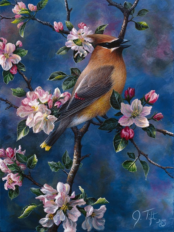 Picture of CEDAR WAXWING