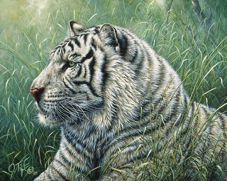 Picture of WHITE TIGER