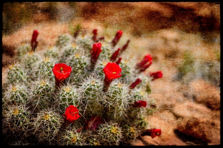 Picture of DESERT FLOWER 3