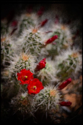 Picture of DESERT FLOWER 6