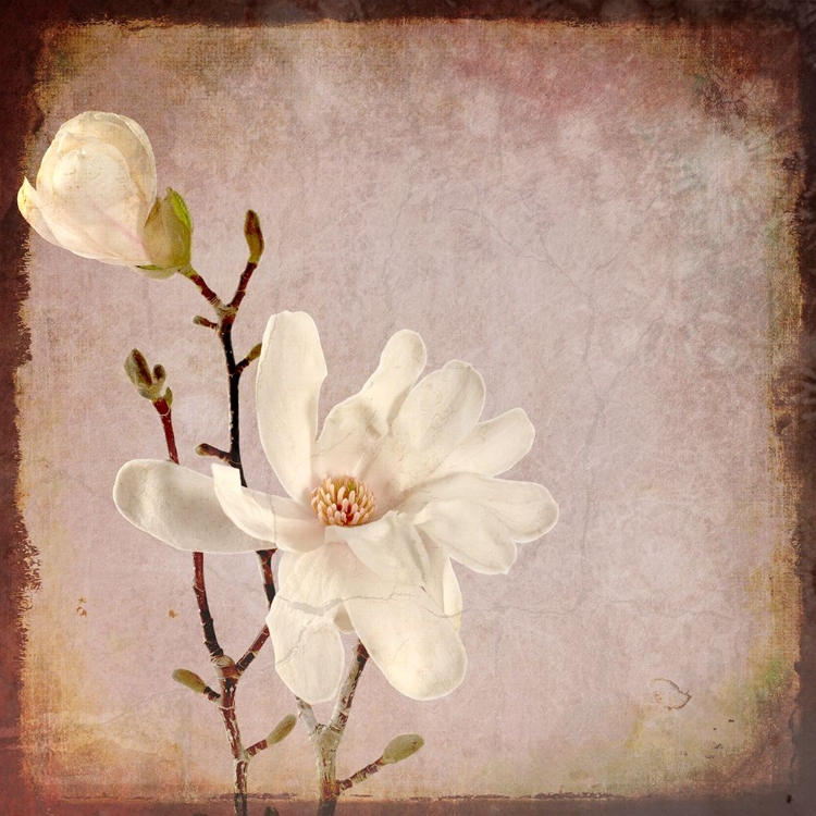 Picture of PAPER MAGNOLIA DUO