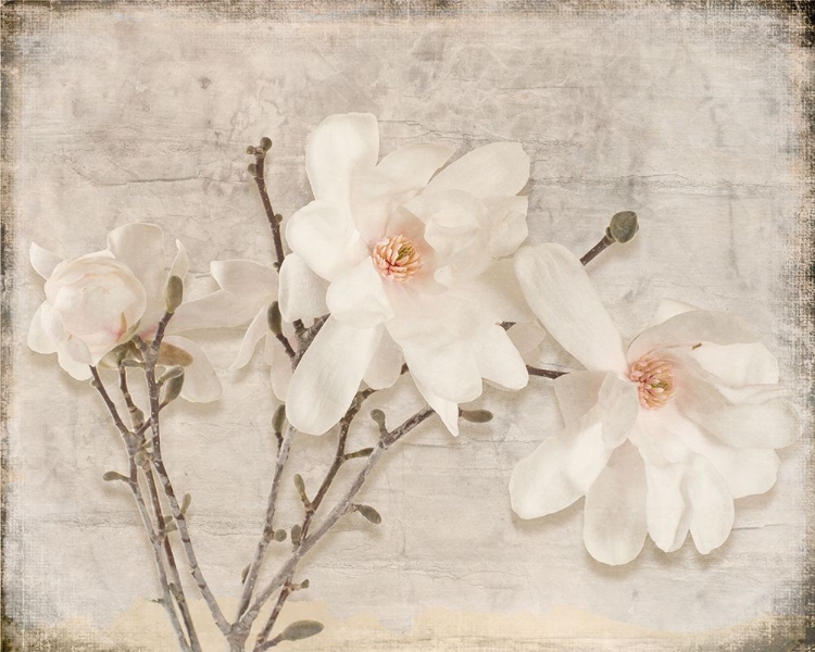 Picture of SPRING MAGNOLIA