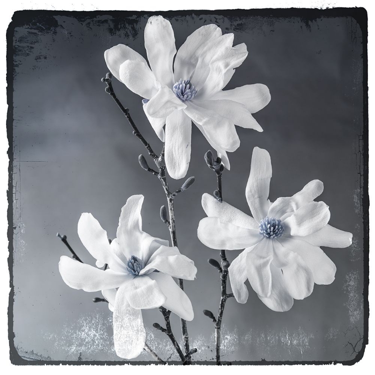 Picture of BLUE MAGNOLIA 2