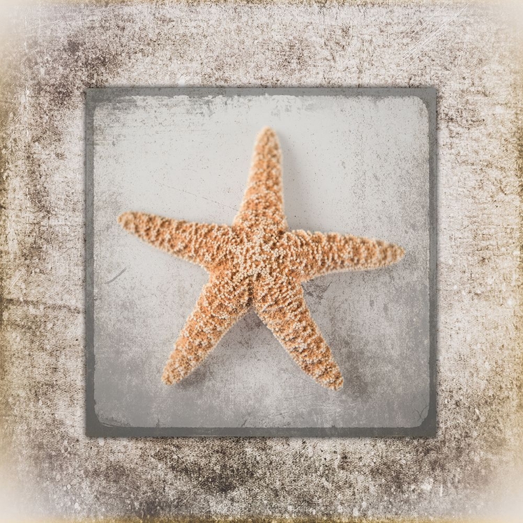 Picture of STONE STAR