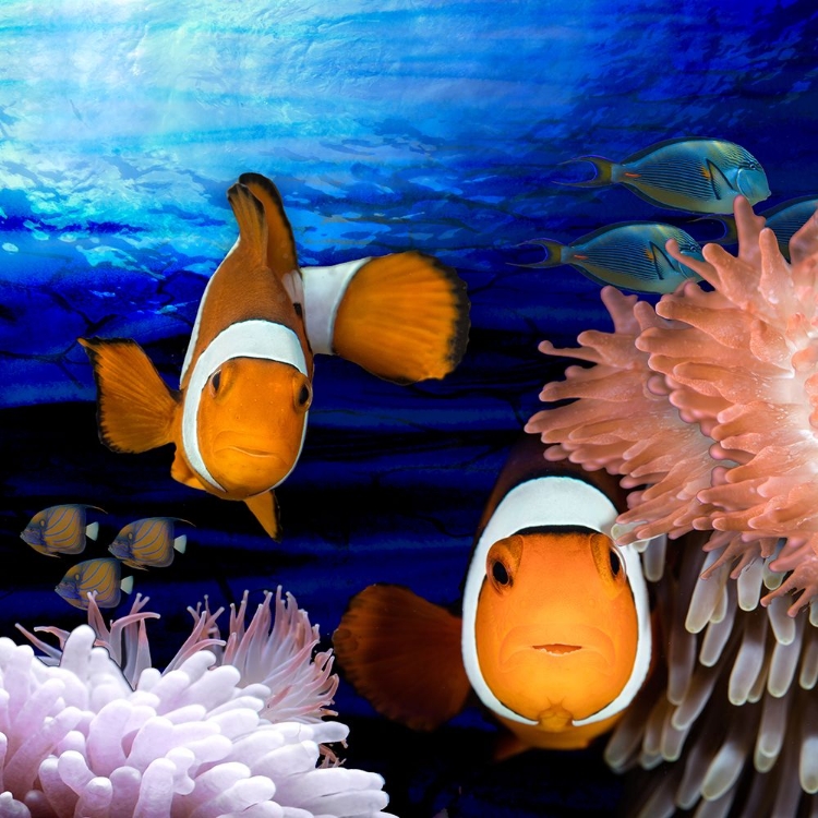 Picture of SEA CREATURES_CLOWN FISH