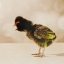 Picture of BABY CHICKEN 06