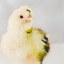 Picture of SPRING CHICK 03