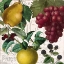 Picture of FRUIT BOWL II