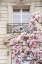 Picture of SPRING MAGNOLIAS IN PARIS