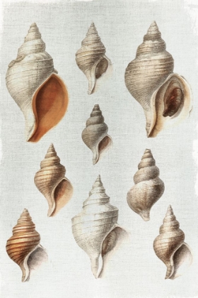 Picture of CONCH SHELLS