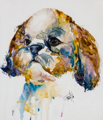 Picture of SHIH TZU