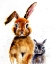 Picture of NURSERY BUNNIES