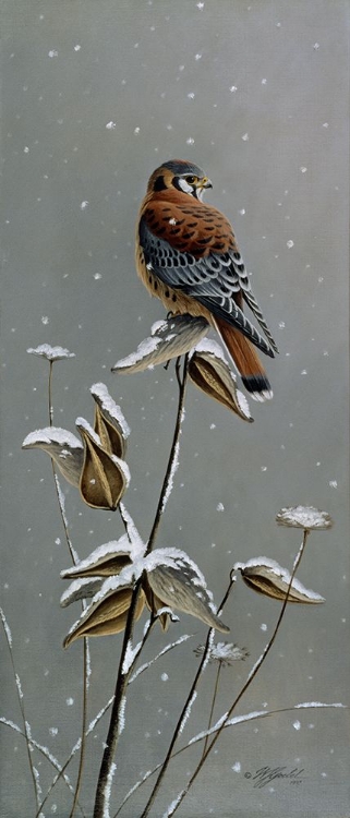 Picture of GENTLE SNOWFALL - KESTREL