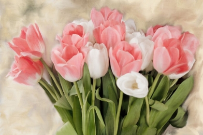 Picture of PINK AND WHITE TULIPS