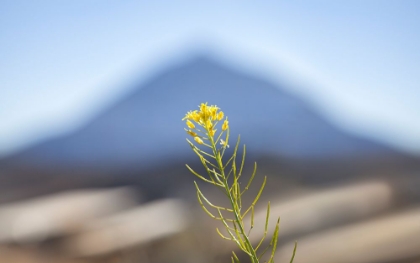 Picture of EL TEIDE