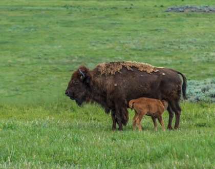 Picture of BABY BISON NURSING