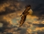 Picture of BALD EAGLE AT SUNSET