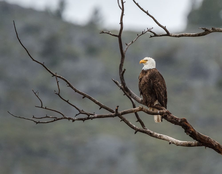 Picture of BALD EAGLE PERCHED IN YNP