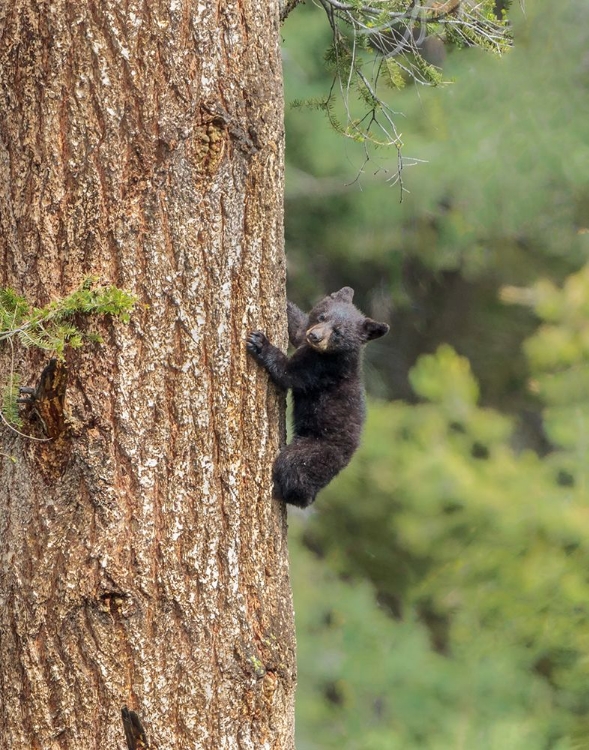 Picture of BLACK BEAR CUB CLIMBING YNP