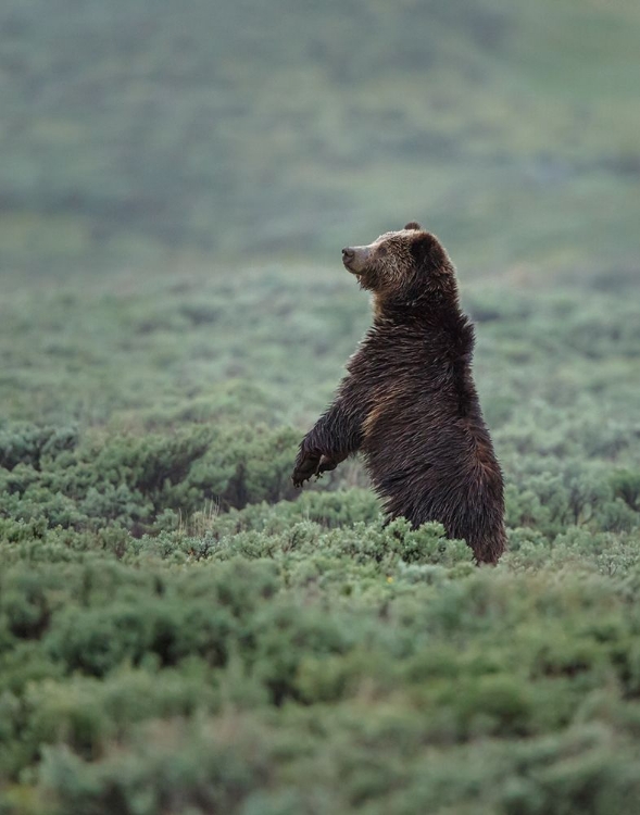 Picture of BLACK BEAR CUB UPRIGHT YNP