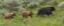 Picture of  SOW AND CUBS WALKING