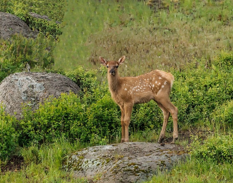 Picture of ELK CALF YNP