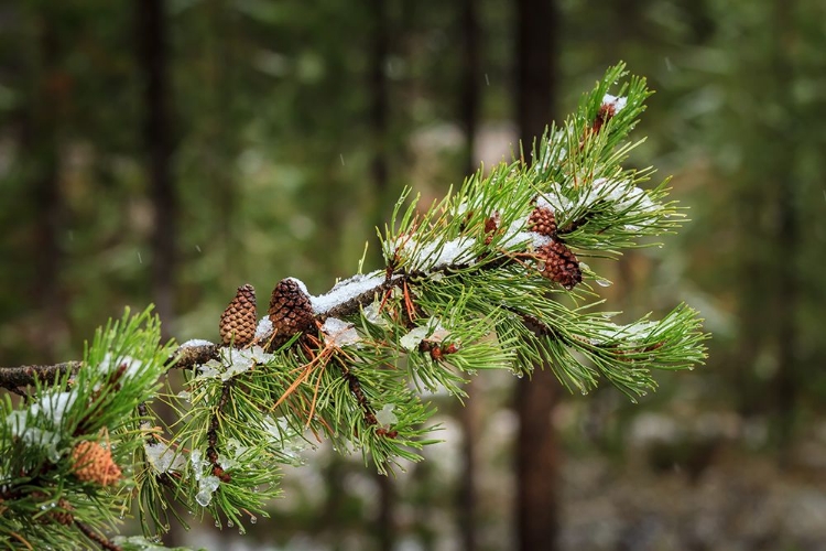 Picture of FIRST SNOWFALL YNP