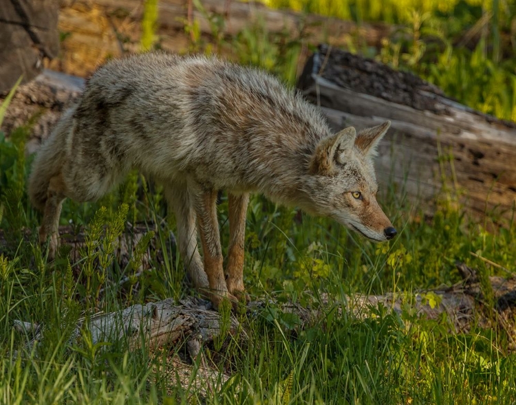 Picture of STALKING COYOTE YNP