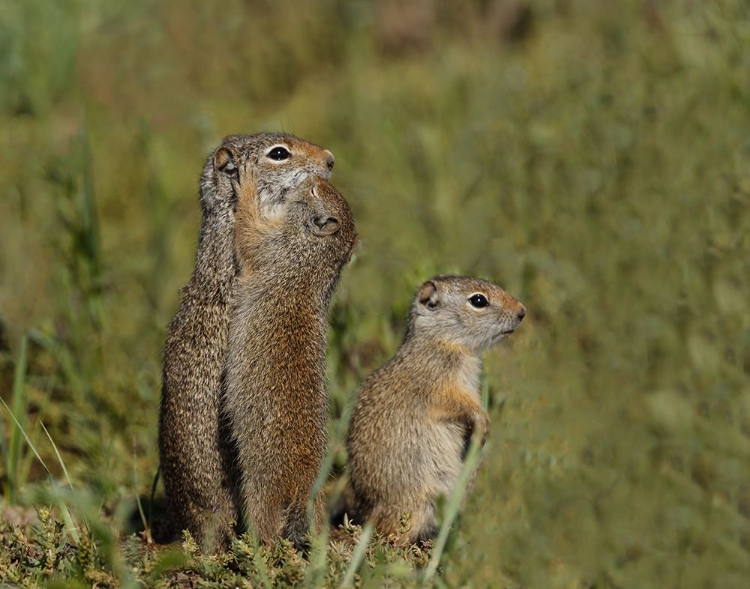 Picture of UINTA GROUND SQUIRREL BABY KISSES MOM YNP