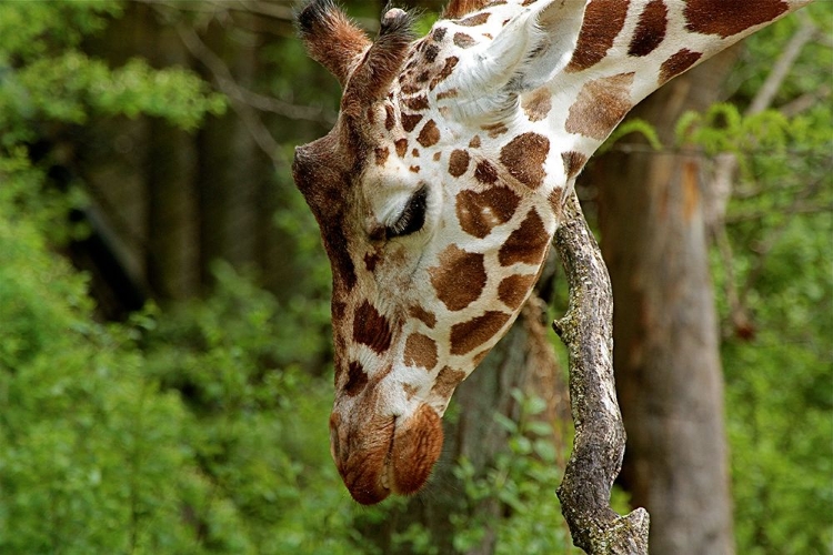 Picture of GIRAFFE 2