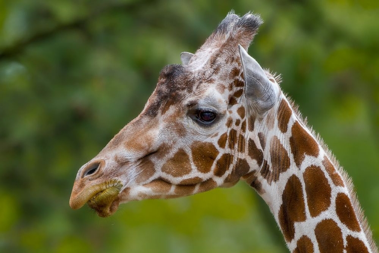 Picture of GIRAFFE PORTRAIT