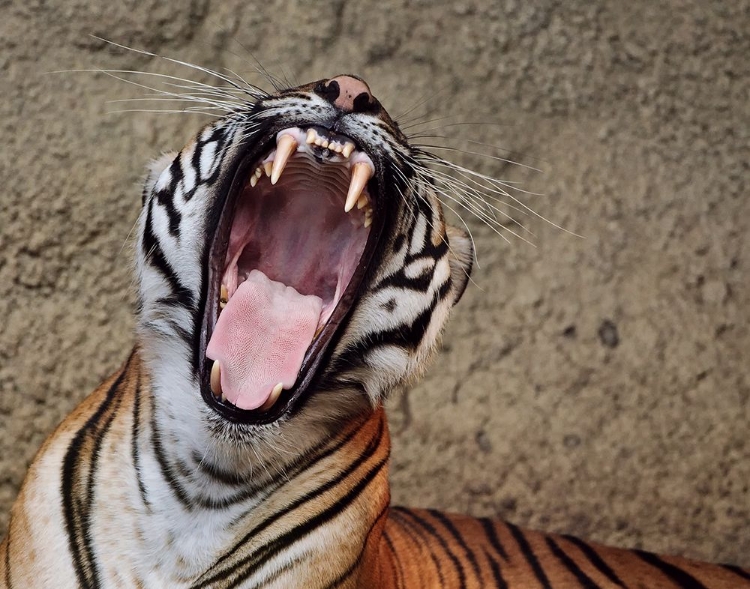 Picture of MALAYAN TIGRESS YAWN