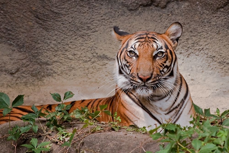 Picture of MALAYAN TIGRESS