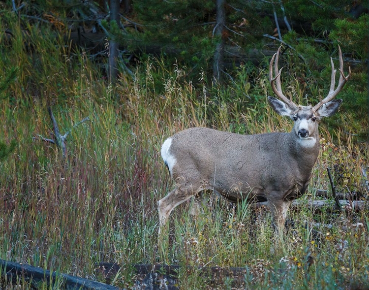 Picture of MULE DEER BUCK