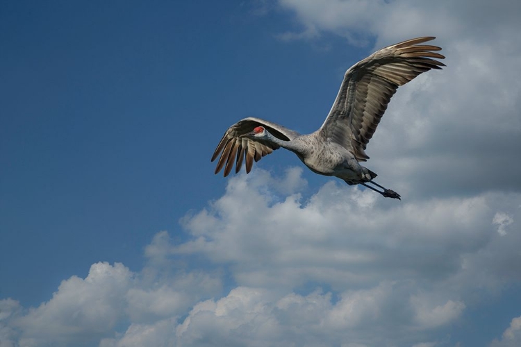 Picture of SANDHILL CRANE IN FLIGHT