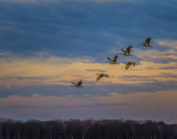 Picture of SANDHILL CRANES AT SUNRISE