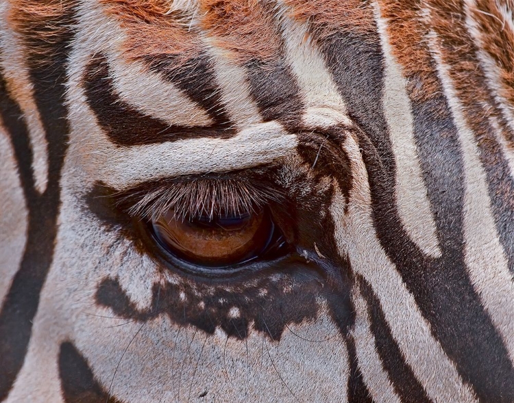 Picture of ZEBRA EYE