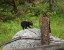 Picture of BEAR CUB ON ROCK