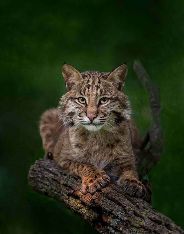 Picture of BOBCAT POSES ON TREE BRANCH 2