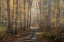 Picture of FOGGY FOREST