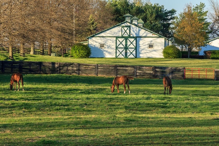 Picture of HORSE FARM LANDSCAPE